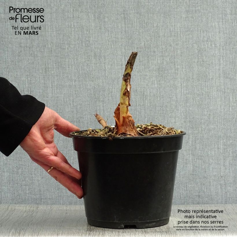 Colocasia Jack's Giant Maceta 3L/4L Ejemplar entregado en la primavera