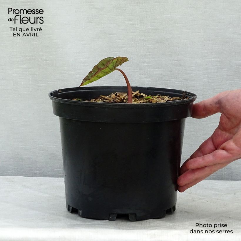 Colocasia Madeira Maceta 3L/4L Ejemplar entregado en la primavera