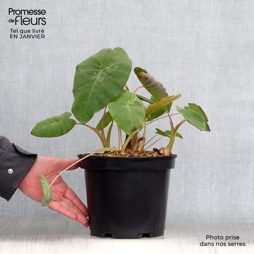 Colocasia Pink China Maceta 2L/3L Ejemplar entregado en invierno