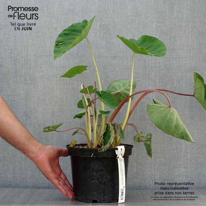 Ejemplar de Colocasia Pink China Maceta 2L/3L entregado en verano