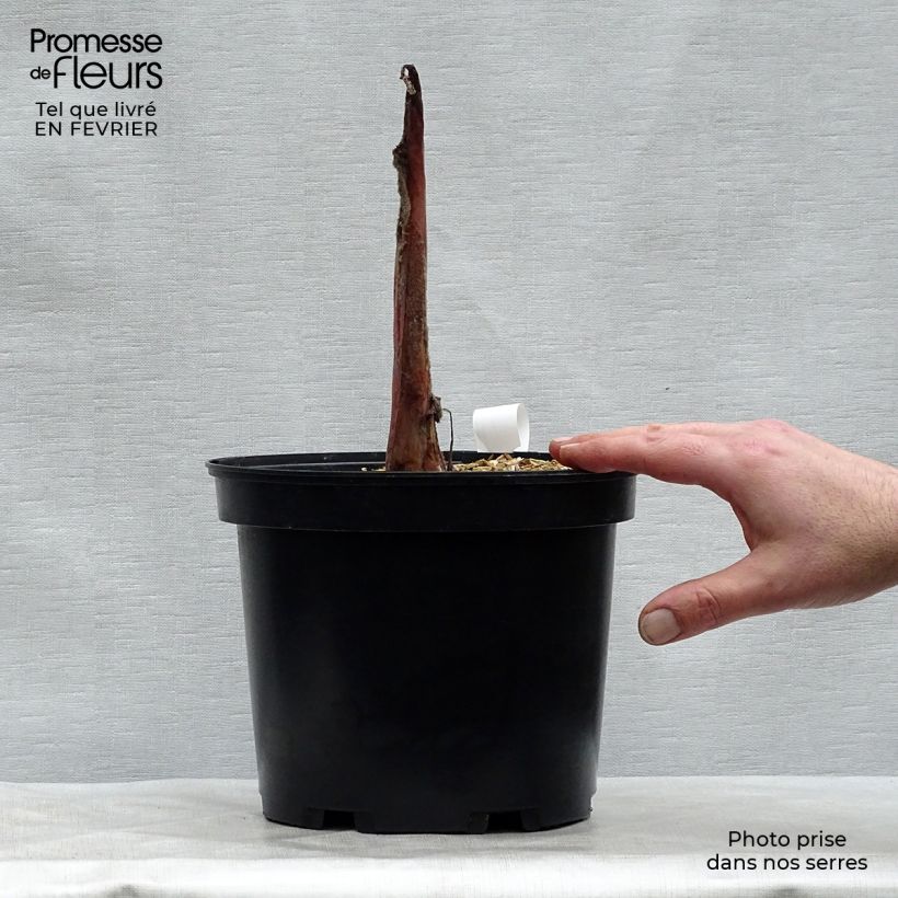 Colocasia Sangria Maceta 3L/4L Ejemplar entregado en invierno