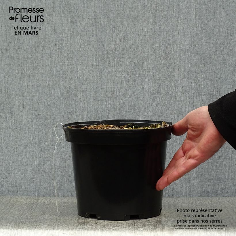 Colocasia Sangria Maceta 3L/4L Ejemplar entregado en la primavera