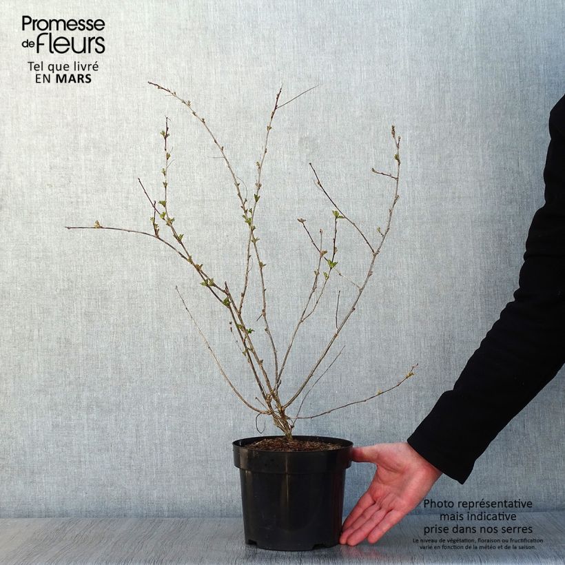 Colutea media Copper Beauty Maceta 3L/4L Ejemplar entregado en invierno