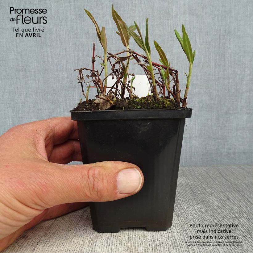 Comarum palustre - Fresa de agua Maceta de 8/9 cm Ejemplar entregado en la primavera