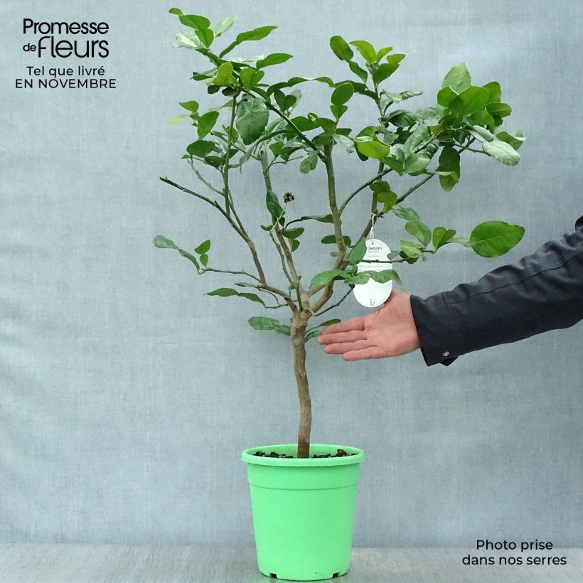 Ejemplar de Combava - Citrus hystrix Maceta 2L/3L, Formación arbustiva entregado en otoño