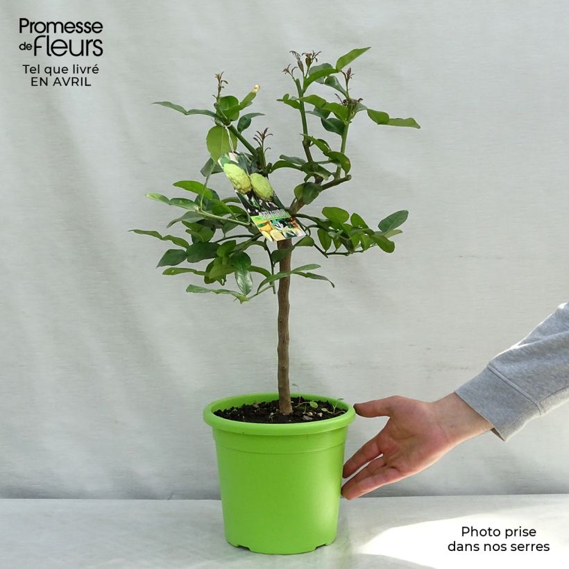 Combava - Citrus hystrix Maceta 4L/5L Ejemplar entregado en la primavera