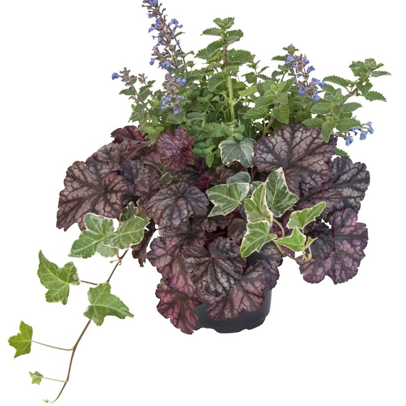 Composición Autumn Breeze - composición de 3 plantas (Porte)