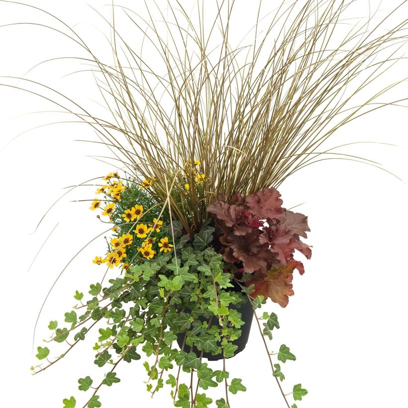 Composición Full of Joy - composición de 4 plantas (Porte)