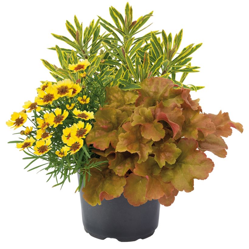 Composición Hidden Treasure - composición de 3 plantas (Porte)