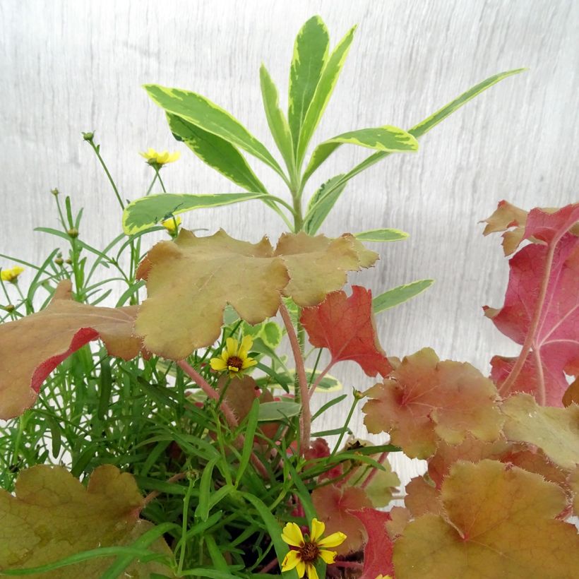 Composición Hidden Treasure - composición de 3 plantas (Follaje)