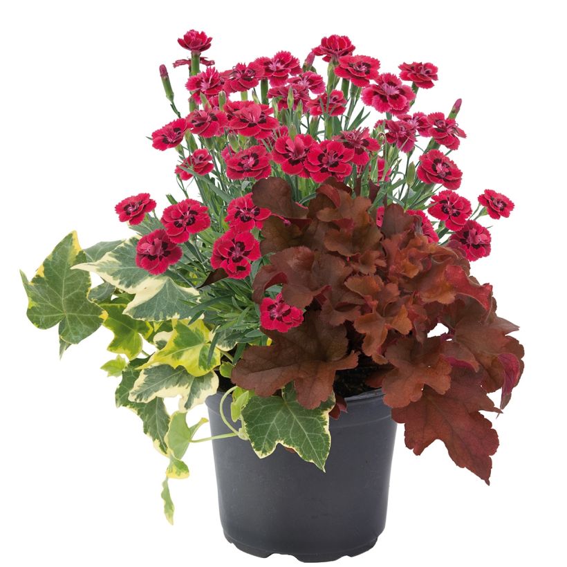 Composición Lucky Charm - composición de 3 plantas (Porte)