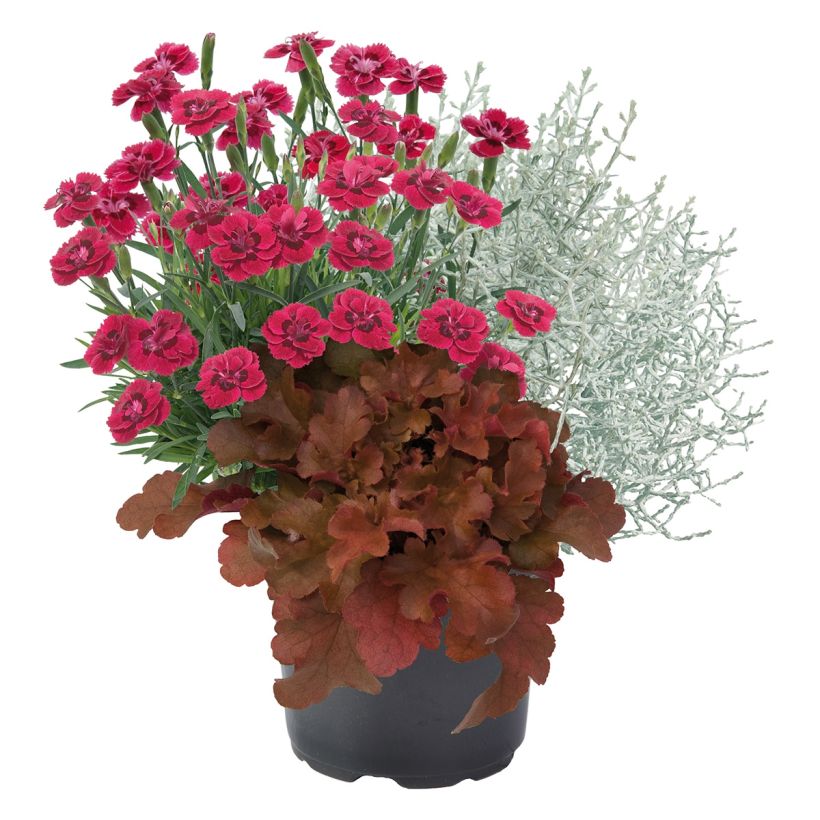 Composición Morning Walk (Porte)