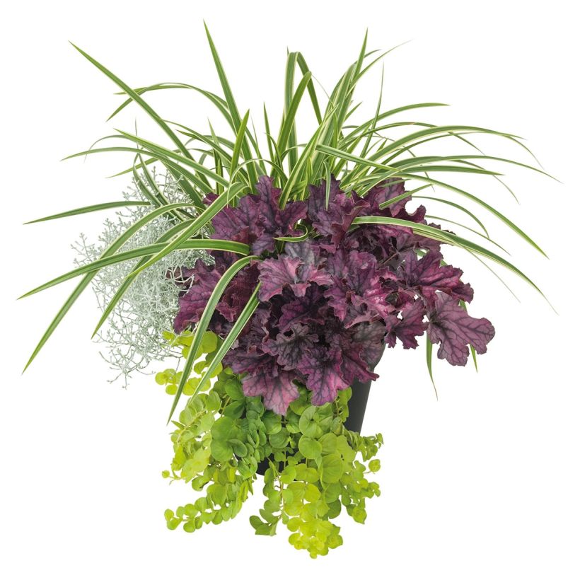 Composición Silent Sunday - composición de 4 plantas (Porte)