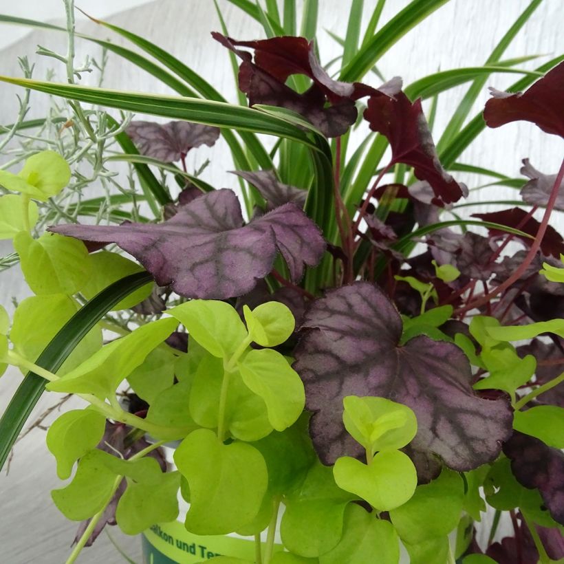 Composición Silent Sunday - composición de 4 plantas (Follaje)