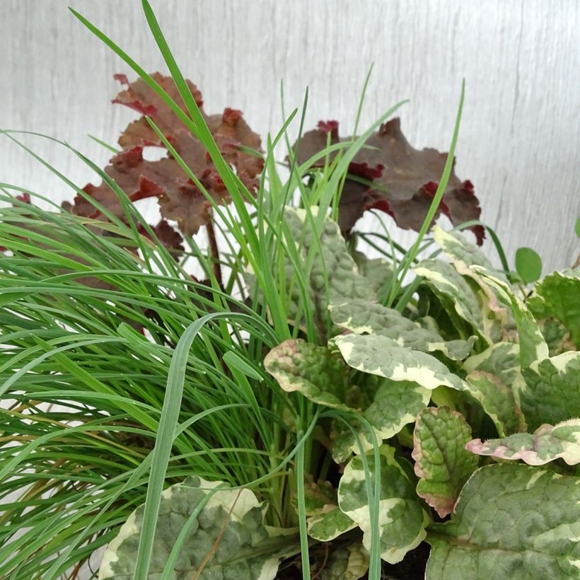 Composición Sunkissed - composición de 4 plantas (Follaje)