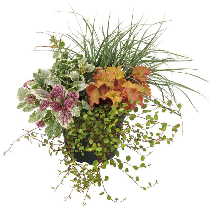 Composición Sunkissed - composición de 4 plantas (Porte)