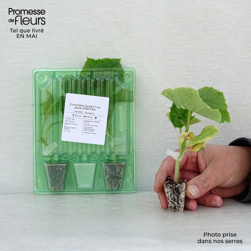 Pepino Gynial F1 (planta interjada) minicepellón: Ø 3/4 cm Ejemplar entregado en la primavera