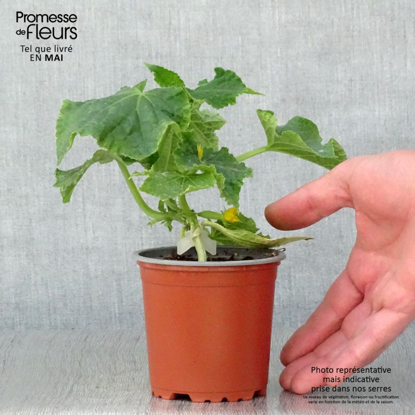 Pepino Gynial F1 (planta interjada) Maceta de 10 cm/11 cm Ejemplar entregado en la primavera