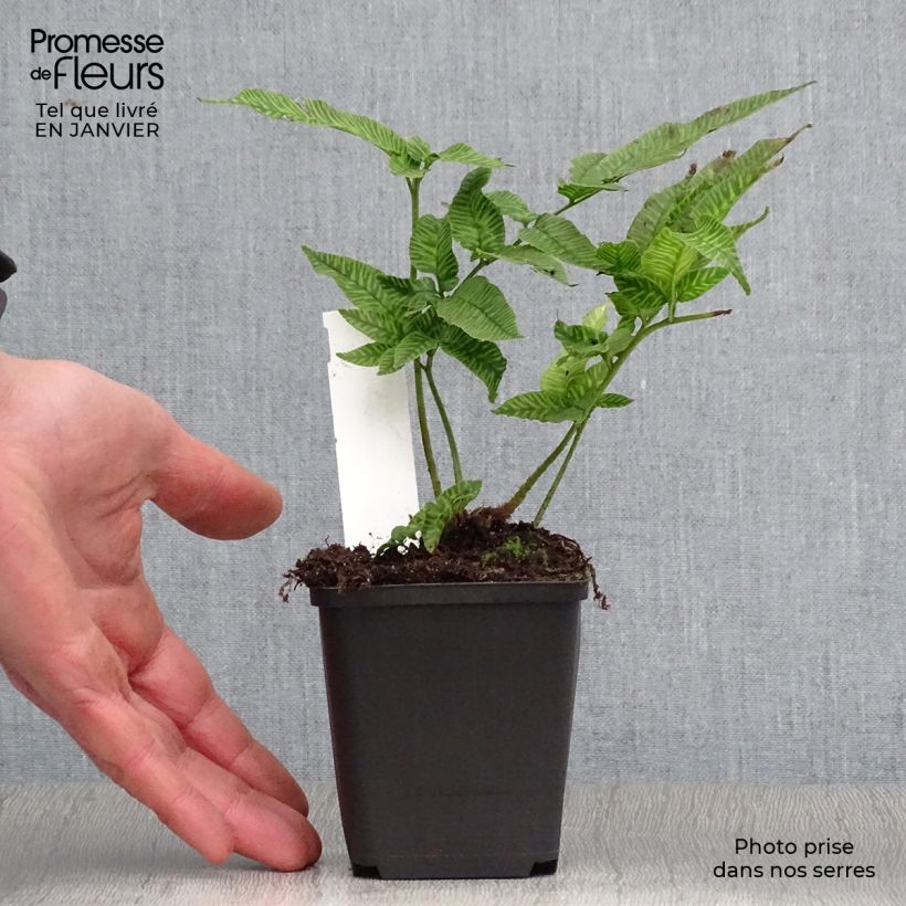 Coniogramme emeiensis - Helecho de bambú Maceta de 8/9 cm Ejemplar entregado en invierno