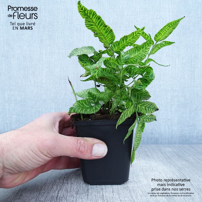 Coniogramme emeiensis - Helecho de bambú Maceta de 8/9 cm Ejemplar entregado en la primavera