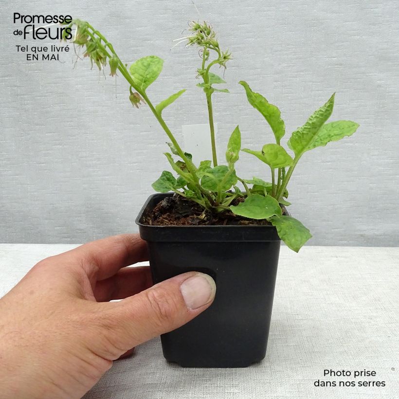 Symphytum azureum - Consuelda Azul Maceta de 8/9 cm Ejemplar entregado en la primavera