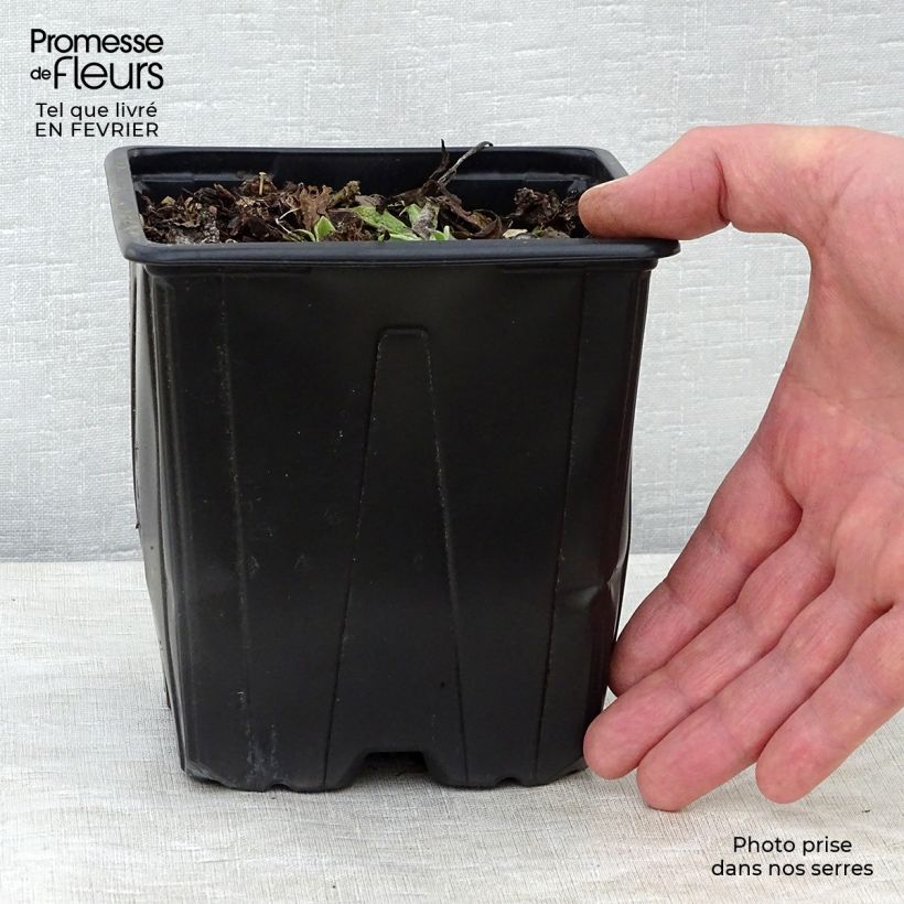 Symphytum azureum - Consuelda Azul Maceta 2L/3L Ejemplar entregado en invierno