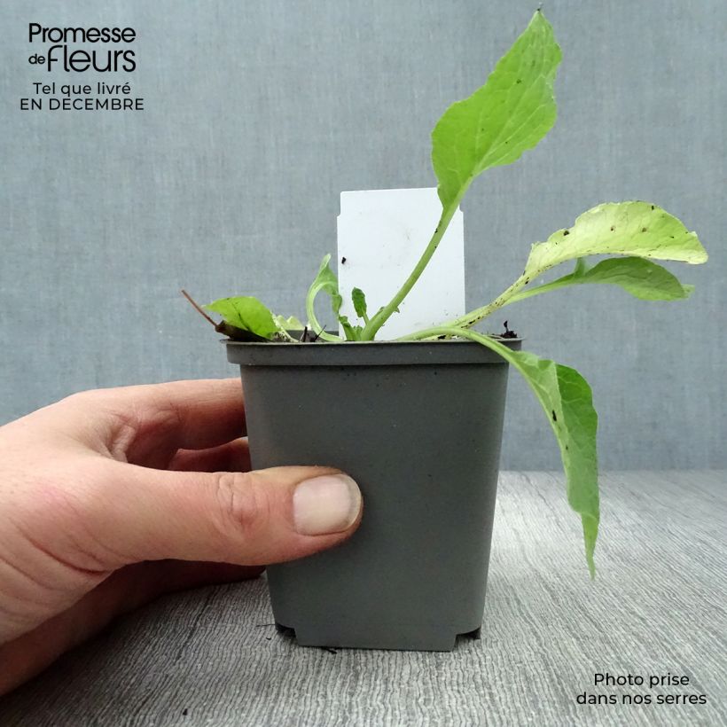 Symphytum grandiflorum Hidcote Blue - Consuelda Maceta de 8/9 cm Ejemplar entregado en invierno