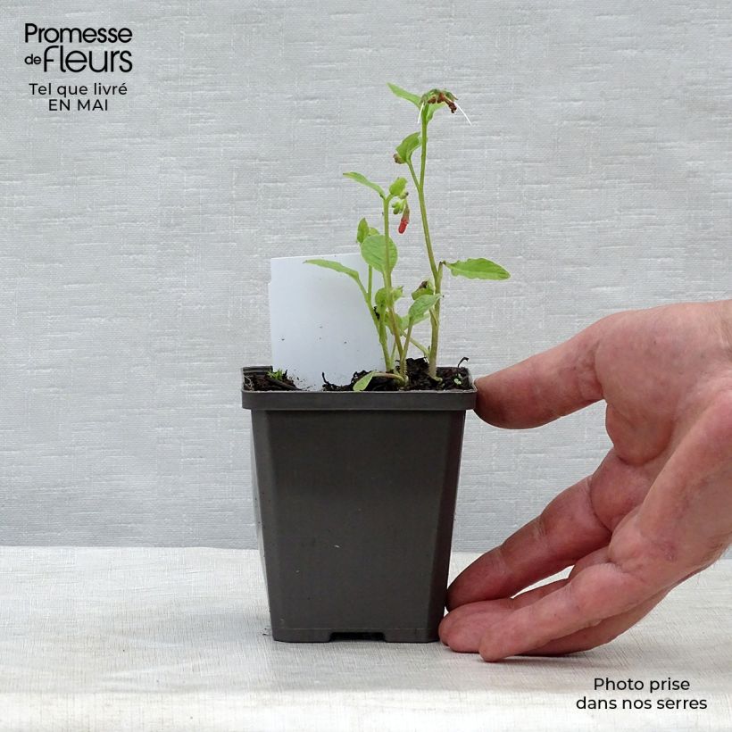 Symphytum grandiflorum Hidcote Blue - Consuelda Maceta de 8/9 cm Ejemplar entregado en la primavera