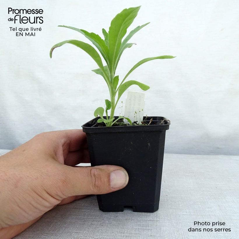 Symphytum grandiflorum Hidcote Pink - Consuelda Maceta de 8/9 cm Ejemplar entregado en la primavera