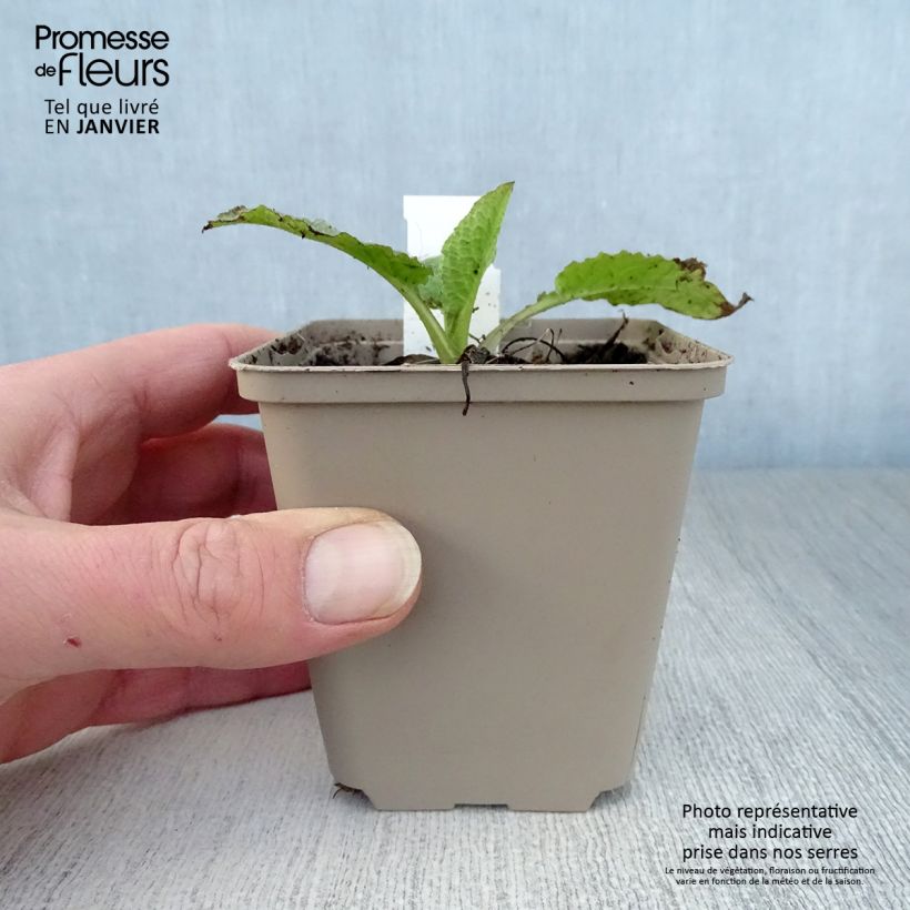 Symphytum grandiflorum Sky Blue Pink - Consuelda Maceta de 8/9 cm Ejemplar entregado en invierno