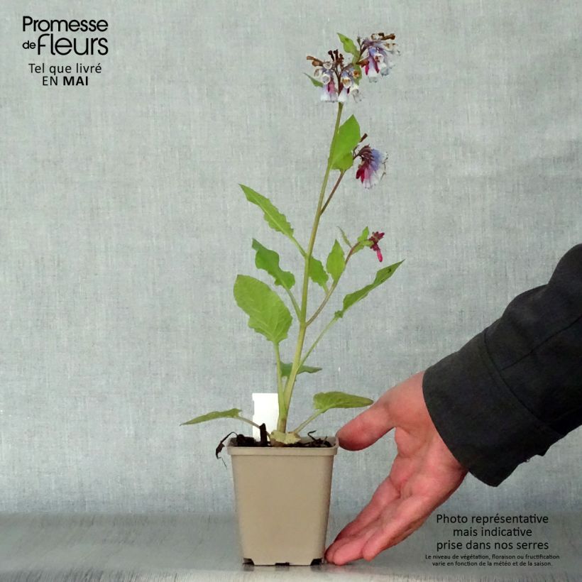 Symphytum grandiflorum Sky Blue Pink - Consuelda Maceta de 8/9 cm Ejemplar entregado en la primavera
