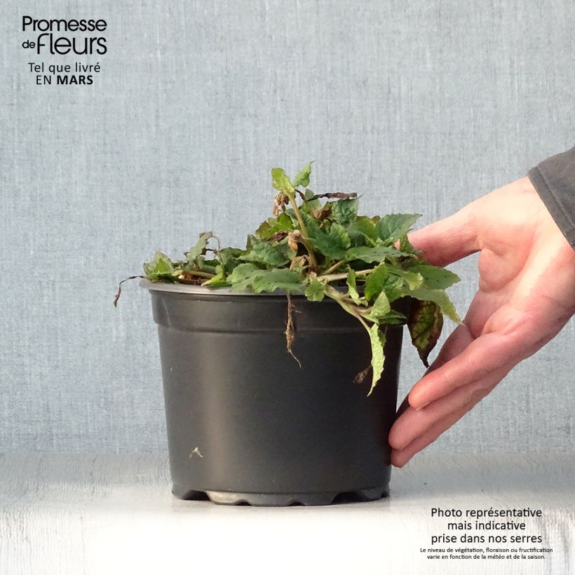 Consuelda - Symphytum grandiflorum Maceta 2L/3L Ejemplar entregado en la primavera