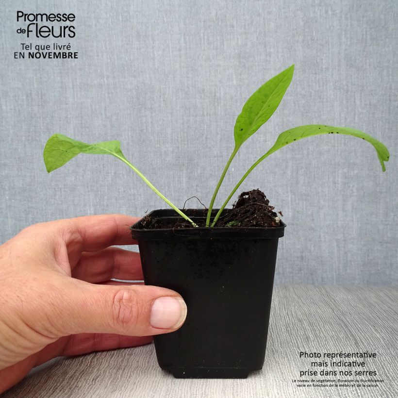 Ejemplar de Consuelda - Symphytum officinale Maceta de 8/9 cm entregado en otoño