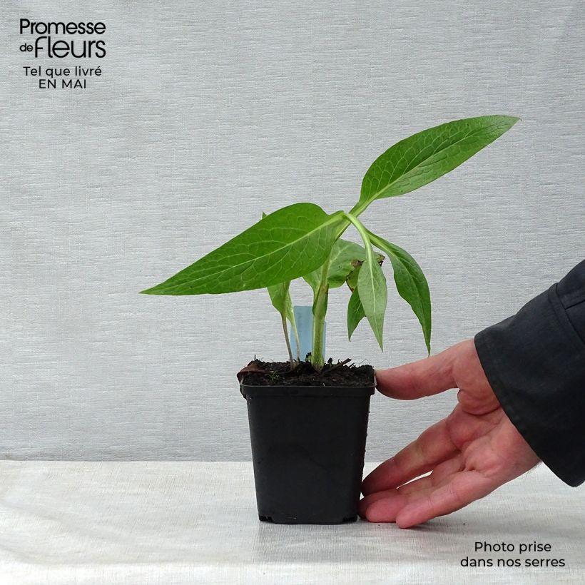 Consuelda - Symphytum officinale Maceta de 8/9 cm Ejemplar entregado en la primavera