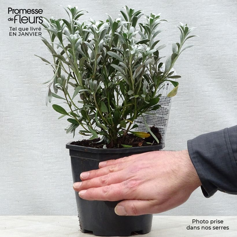 Convolvulus cneorum - Campanilla plateada Maceta 2L/3L Ejemplar entregado en invierno