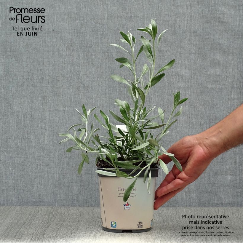 Ejemplar de Convolvulus cneorum - Campanilla plateada Maceta 2L/3L entregado en verano