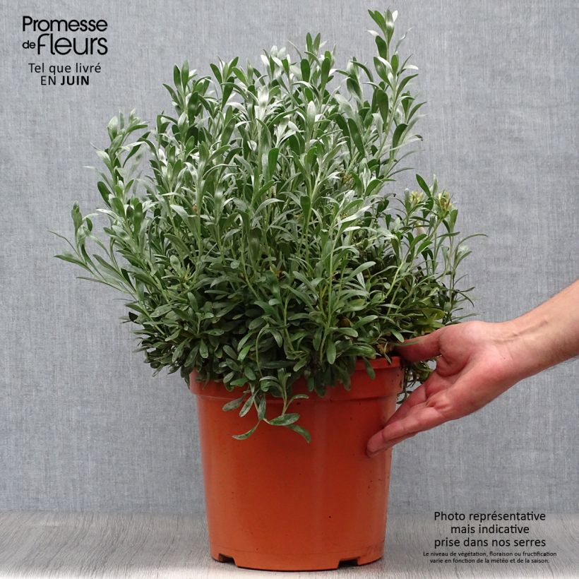 Ejemplar de Convolvulus cneorum - Campanilla plateada Maceta 7,5L/10L entregado en verano