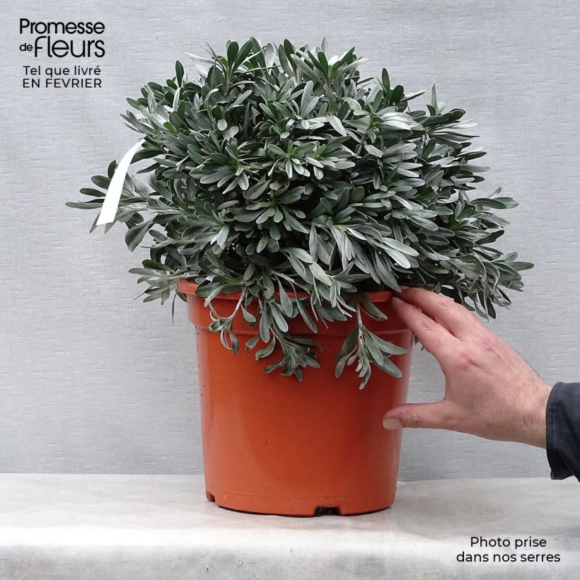 Convolvulus cneorum - Campanilla plateada Maceta 7,5L/10L Ejemplar entregado en invierno