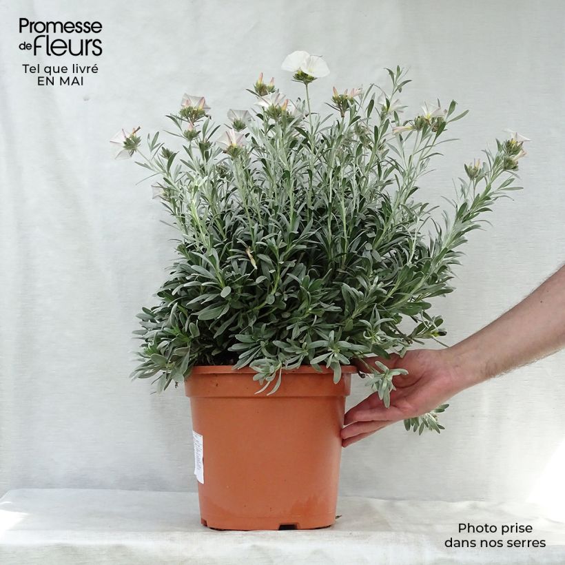 Convolvulus cneorum - Campanilla plateada Maceta 7,5L/10L Ejemplar entregado en la primavera
