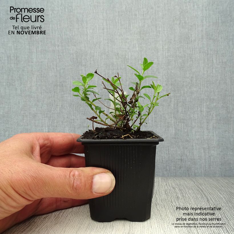 Ejemplar de Convolvulus sabatius - Campanilla azul Maceta de 8/9 cm entregado en otoño