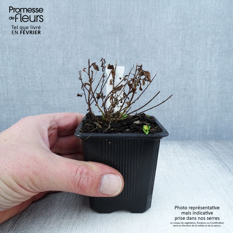 Convolvulus sabatius - Campanilla azul Maceta de 8/9 cm Ejemplar entregado en invierno