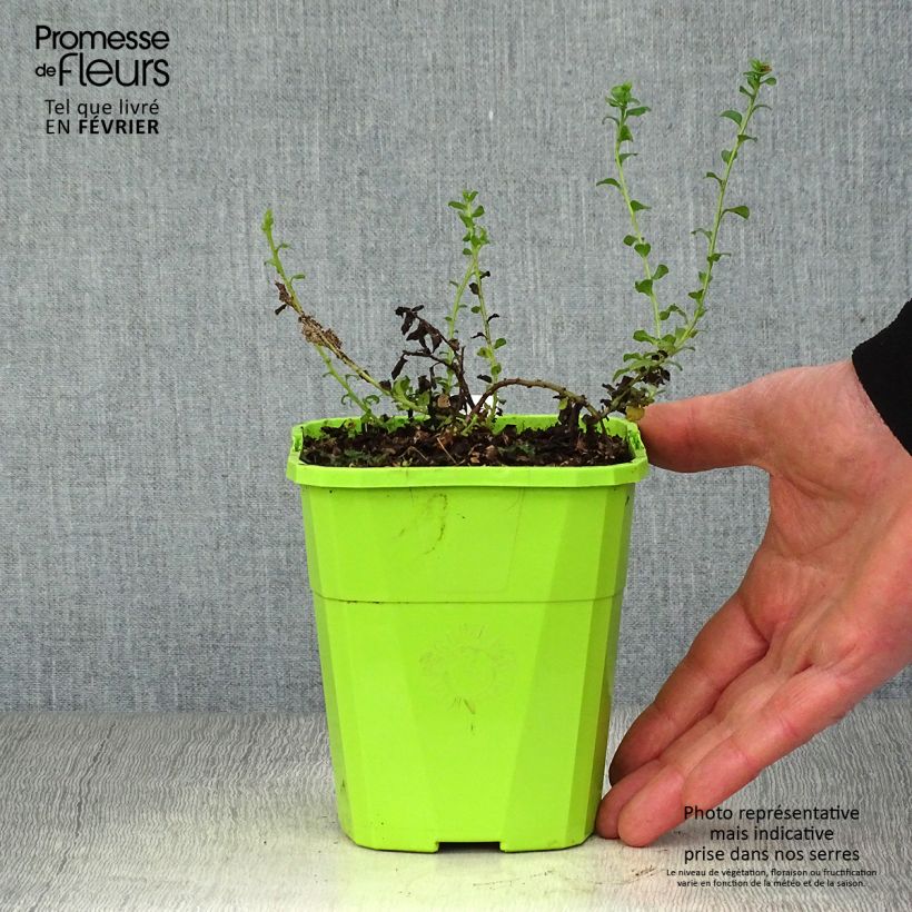 Convolvulus sabatius Maroccan Beauty Maceta 1L/1,5L Ejemplar entregado en invierno