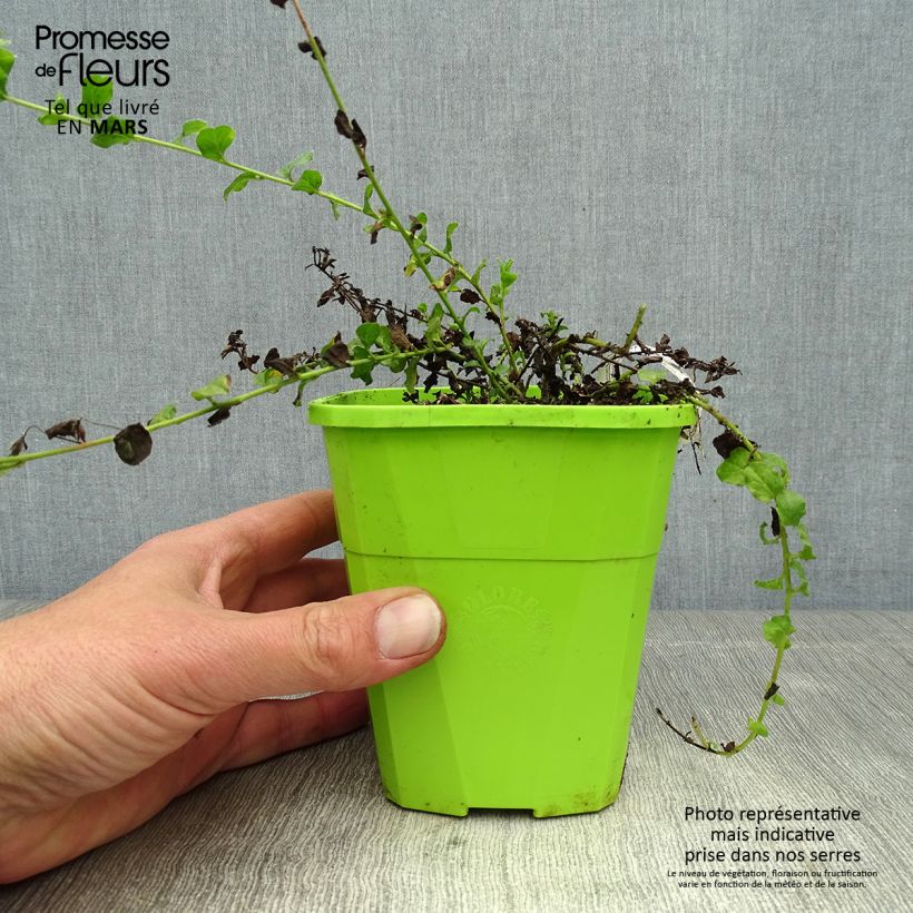 Convolvulus sabatius Maroccan Beauty Maceta 1L/1,5L Ejemplar entregado en la primavera