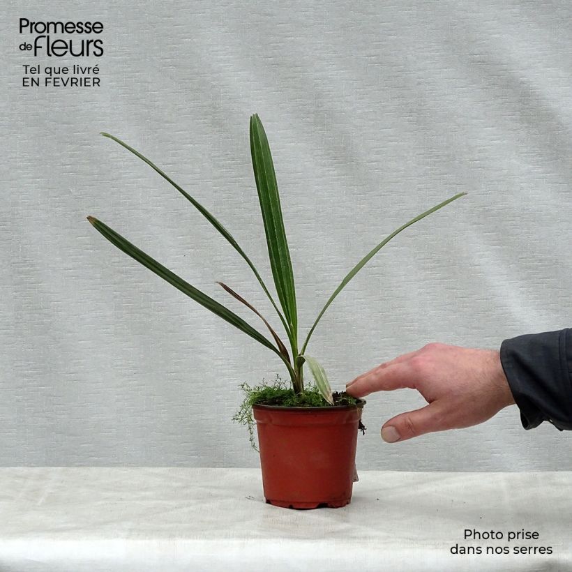 Copernicia alba - Caranday Maceta de 12 cm / 13 cm Ejemplar entregado en invierno