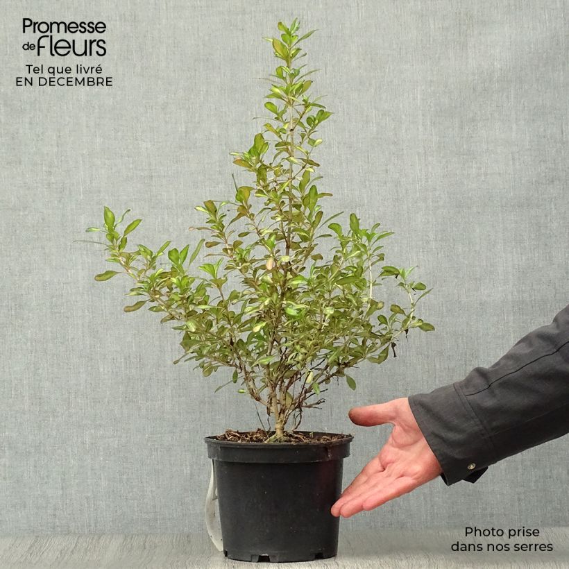 Coprosma Evening Glow Maceta 2L/3L Ejemplar entregado en invierno