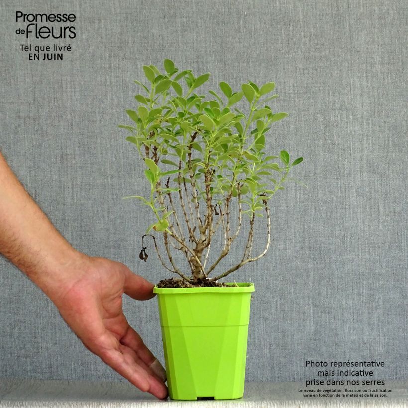 Ejemplar de Coprosma Mini Mac Maceta 3L/4L entregado en verano