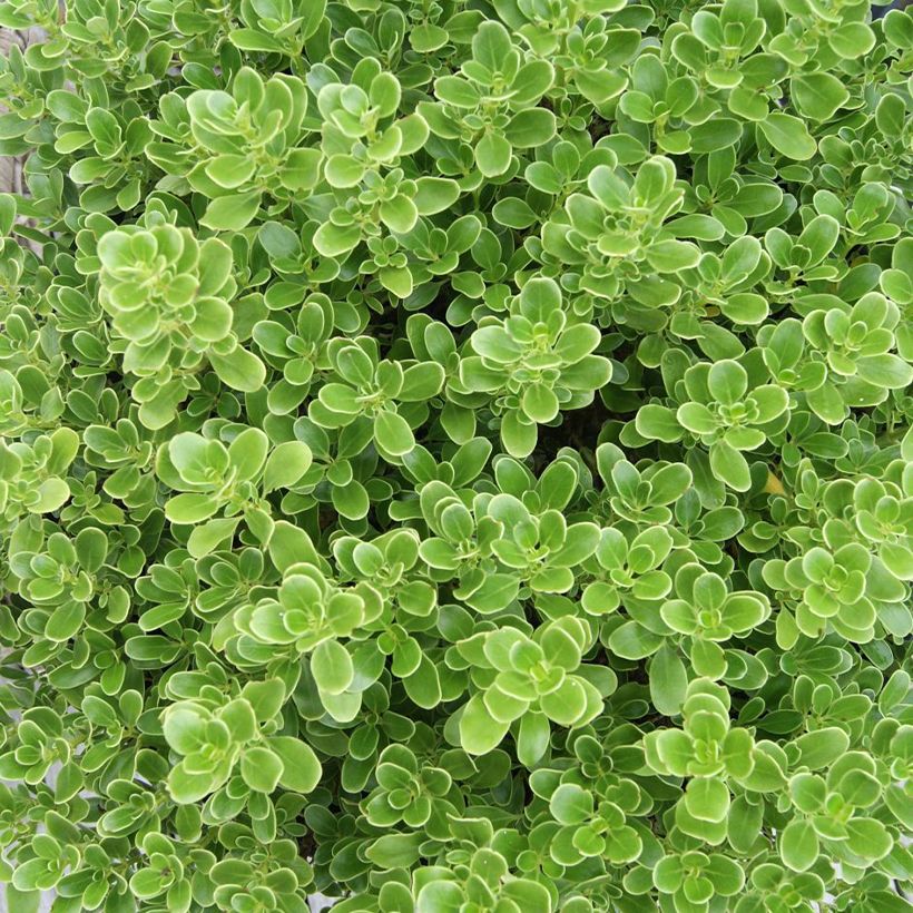 Coprosma Mini Mac (Follaje)