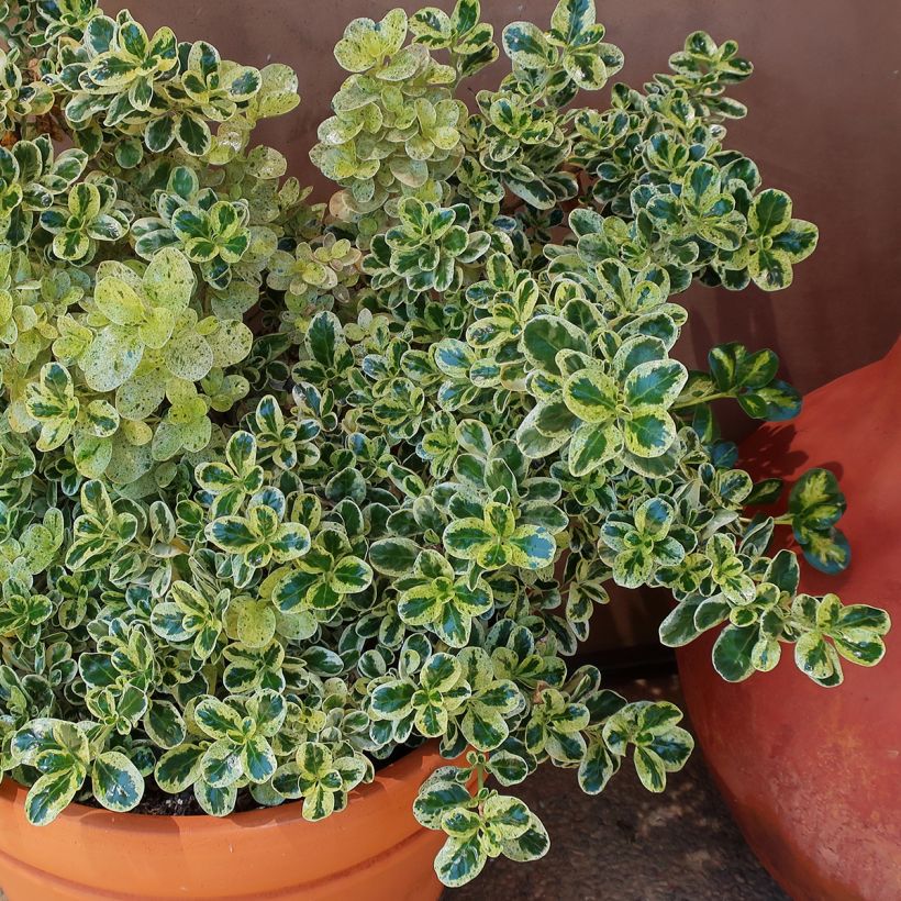 Coprosma repens Marble Queen (Porte)