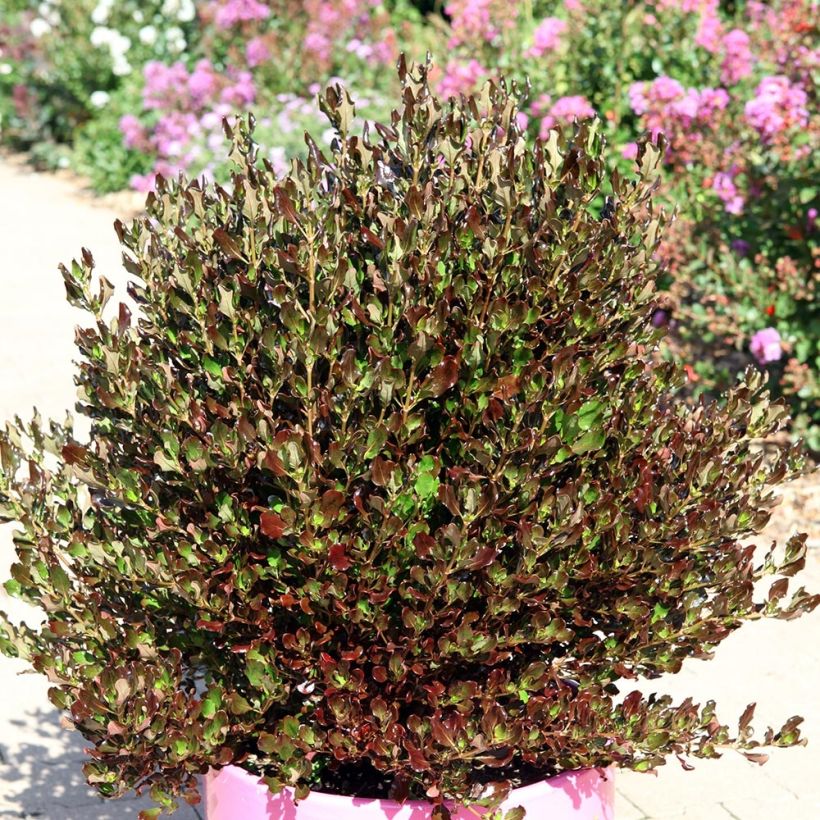 Coprosma Pacific Night (Porte)