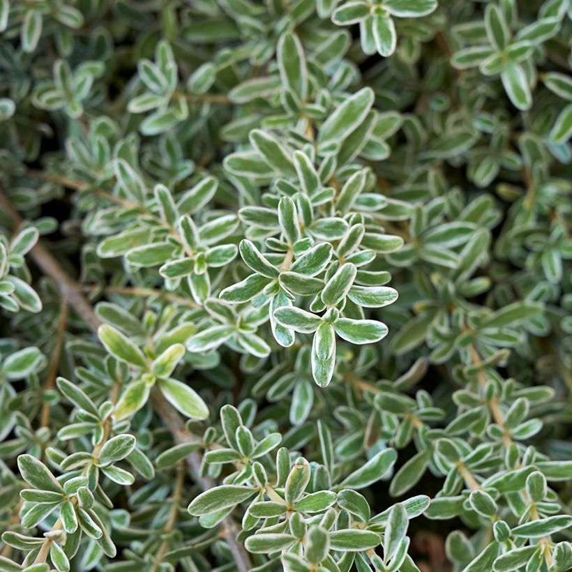 Coprosma kirkii Variegata (Follaje)